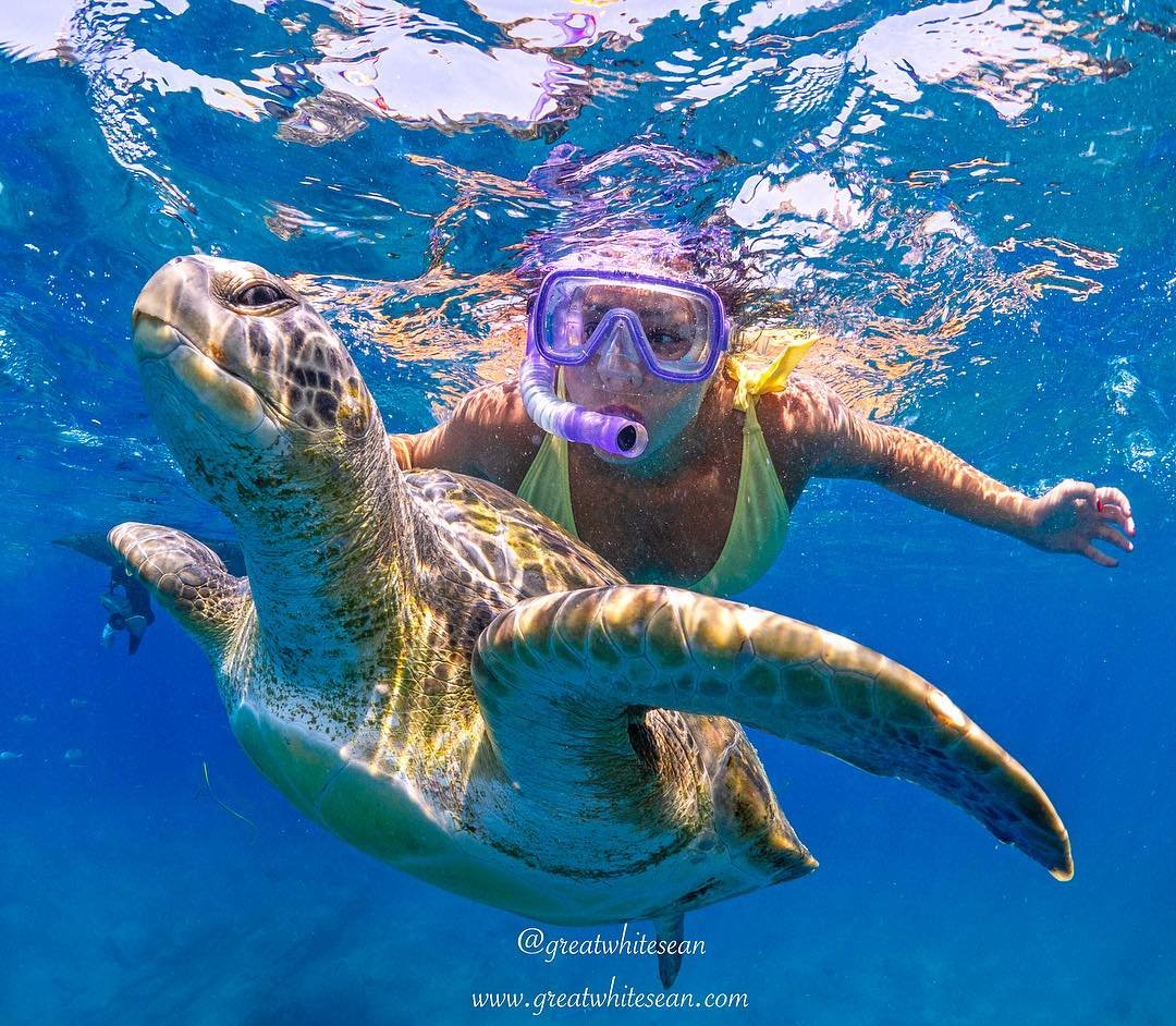 Snorkeling con tortugas y mantas en Tenerife. Rincón de Arona, scuba diving Tenerife 